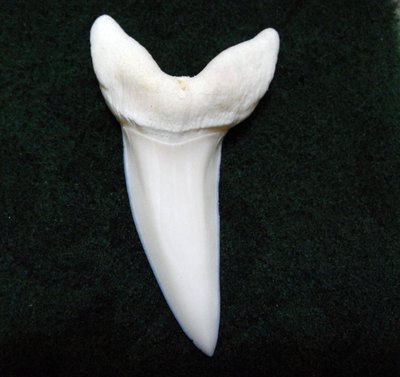 (馬加鯊嘴牙)5.3公分#3 馬加鯊魚牙!稀有未缺損.可當標本珍藏!