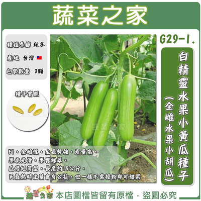 【蔬菜之家滿額免運】G29-1.白精靈水果小黃瓜種子3顆(全雌水果小胡瓜)//F1，全雌性，生長勢強，產量高。果皮光滑，果實綠翠。瓜條短筒型，長度約15公分