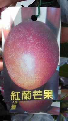 ╭☆東霖園藝☆╮水果苗(紅蘭芒果)芒果----新品種