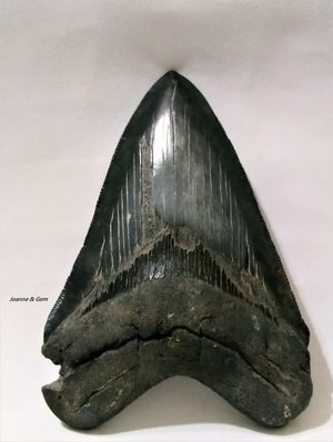 巨齒鯊牙化石-純黑牙11.7公分(4.6吋))( Carcharocles megalodon)~鯊魚牙中的夢幻逸品