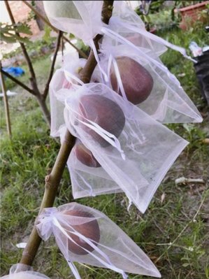 (此為尺寸13*18下單區 / 每包100入) 雪紗袋 紗網袋 無花果 草莓 葡萄 絲瓜 火龍果