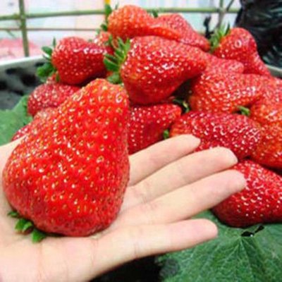 巨人草莓種子（種子每份10顆）