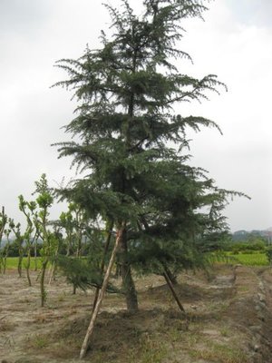 (青山園藝).雪松.高級稀有庭園樹.米俓約10~15cm.美植袋  黑松真柏龍柏油杉桂花櫻花含笑