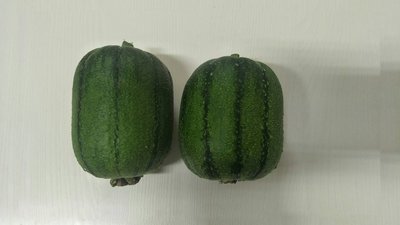 【蔬菜種子S206】黑金剛絲瓜~ 生育強健，瓜實短筒型，果皮深綠條紋，果長約18公分，果重約500~600公克