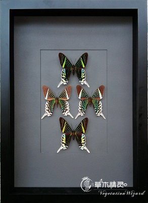 下殺 月亮蛾 標本 進口蝴蝶標本 簡歐裝飾畫框 玄關裝飾獨特爆款 優惠價 ！