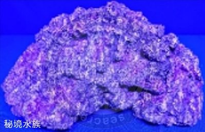 ♋ 秘境水族 ♋【美國CORAL REEF 】 珊瑚礁 人工活石(假活石) 適用裝飾/躲藏/繁殖 (TZ-D02)
