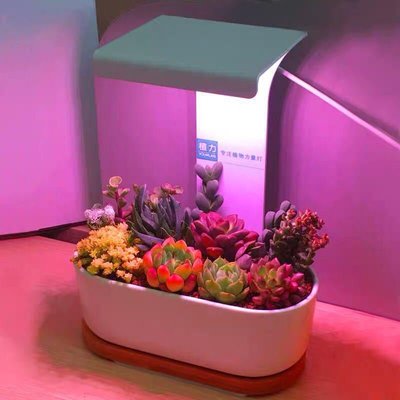 多肉植物LED全光譜植物燈 光合作用補光燈USB花卉蔬菜育苗種植機桌面燈(不含花盆)-水耕架