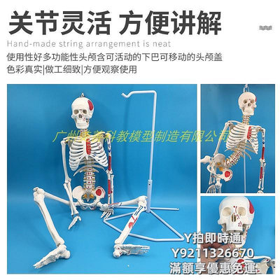 人體模型85CM人體骨骼帶神經帶椎間盤模型骨架附肌肉起止點著色及韌帶模型