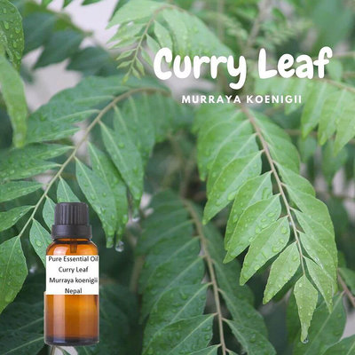 100% -有機等級 咖哩葉 純精油 Curry Leaf Pure Essential Oil-250ml