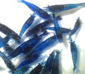 ［彩蝦屋] 龍魚專用活餌飼料 夢幻藍絲絨蝦 米蝦