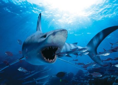 6000-0299 1000片美國進口拼圖 EUR 海洋 鯊魚