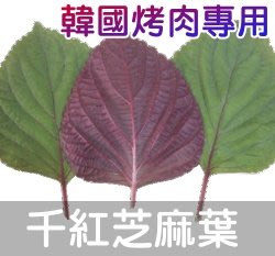 花園韓國千紅芝麻葉(韓國烤肉、紅紫蘇)種子 （種子每份30顆）
