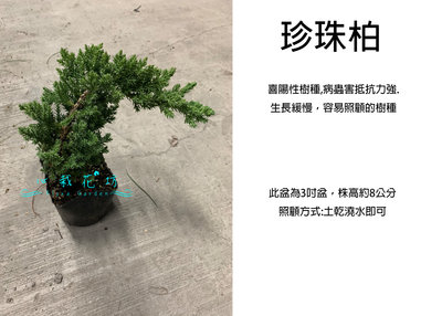 心栽花坊-珍珠柏/3吋/造型樹/松/杉/柏/檜/售價130特價110