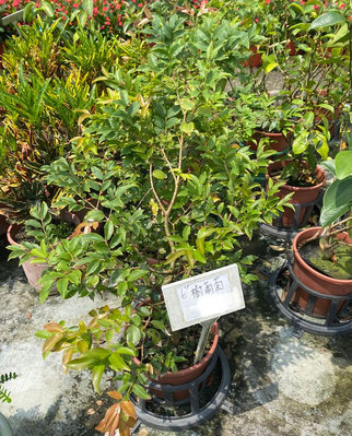 樹葡萄6 吋盆2024/4月實物拍攝室內植物 觀葉植物 綠化植物(42412)