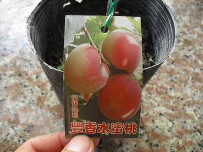 ╭☆東霖園藝☆╮水果苗--豐香水蜜桃(水蜜桃)--苗栽---最新品種