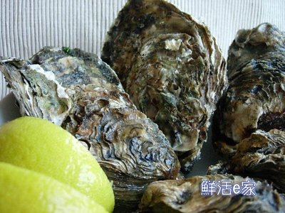 將軍漁港-鮮活e家~帶殼生蠔、牡蠣、鮮蚵專賣-中蚵20斤+白蝦1包