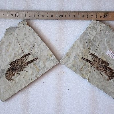 遼西古生物化石對硬板龍蝦化石對蝦昆蟲狼鰭魚化石標本保真DX1692凌雲閣化石隕石 促銷