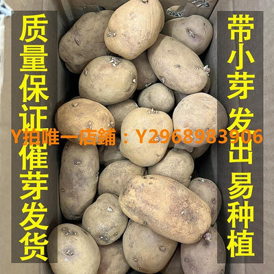 防蟲袋 云南高產紅皮土豆種孑洋芋種植苗馬鈴薯黃心老品種帶芽非種子5斤