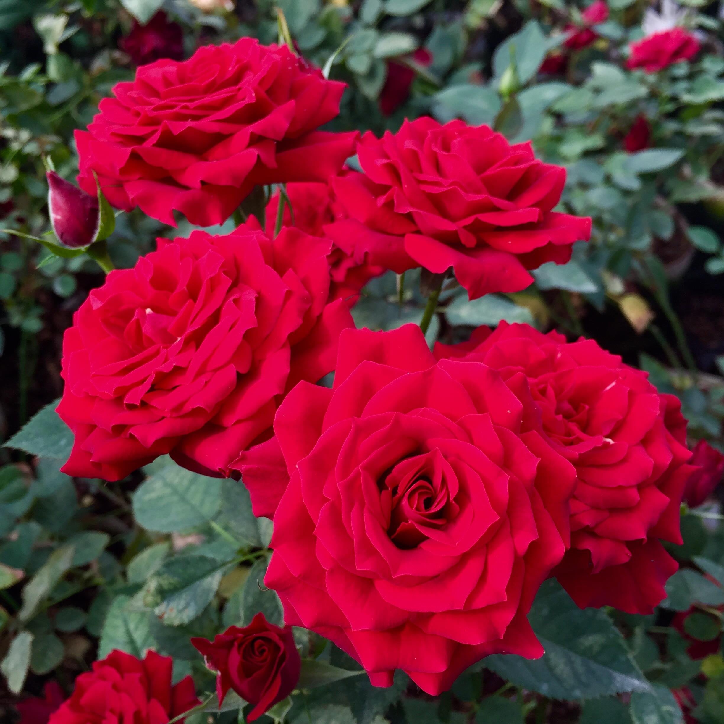 美美大花濃香藤本月季苗庭院陽臺花園爬藤芳香花卉植物四季開花3入 娜塔麗 F L中輪豐花玫瑰 強香 3 5吋 Yahoo奇摩拍賣