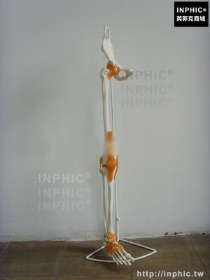 INPHIC-醫學模型人體腿骨韌帶醫療實驗道具髖關節膝關節腳關節下肢骨骼有韌帶_znW3