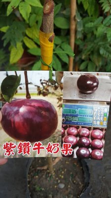 ╭＊田尾玫瑰園＊╯新品種水果苗-(紫鑽牛奶果)50cm600元