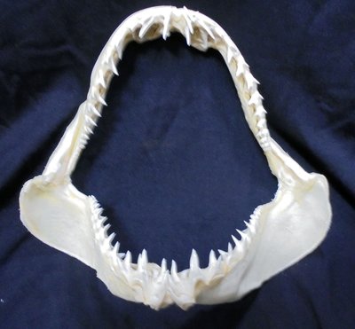 [馬加鯊嘴牙]23公分馬加鯊魚嘴..專家製作雪白無魚腥味!..是標本也是掛飾!. #2.23x20