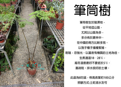 心栽花坊-筆筒樹/8吋/綠化植物/室內植物/觀葉植物/蕨類/售價1200特價1000
