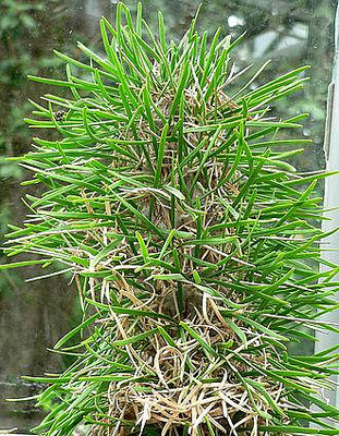 Didierea madagascariensis種子100粒，仙人掌、多肉植物、塊根