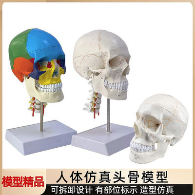 成人1：1頭顱骨解剖標本 醫學仿真人體頭骨模型 可拆卸彩色骷髏頭