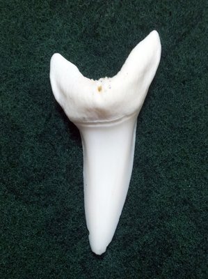 (馬加鯊牙)5.7公分超大馬加鯊魚牙! 有缺損見識上鉤蠻力拉扯後結果.當標本或雕刻底材! #1.5727
