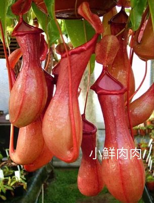 【小鮮肉肉】新奇豬籠草食蟲草種子 食蟲植物種子 盆栽趣味花卉 10粒裝