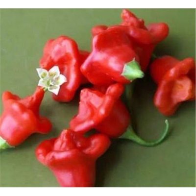 【大包裝蔬菜種子L050】風鈴辣椒~ 幼果黃綠色，成熟後為紅色，可食用亦兼具觀賞價值。