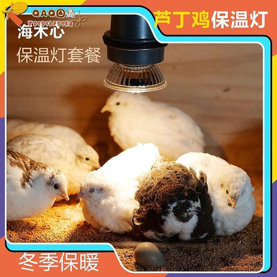 寵物雞保溫燈加熱取暖燈發光保暖燈養殖場孵化育雛溫控燈鸚鵡加溫-QAQ囚鳥V