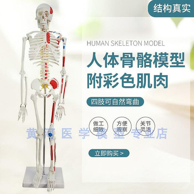 85cm人體骨骼模型附肌肉著色人體骨架模型肌肉起止點小白骷髏標本