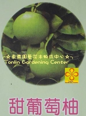 ╭☆東霖園藝☆╮柚子類-水果苗( 甜葡萄柚 ) ..甜甜甜