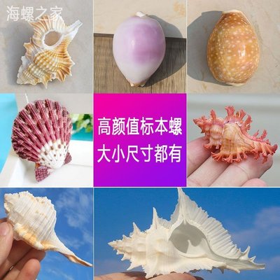 天然海螺貝殼標本海星干海膽殼家居裝飾擺件收藏海洋工~定價