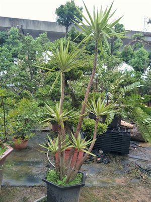 元茂園藝高鐵南路園區 優型-斑葉尤加，十五年盆栽 現貨拍攝，南洋風素材