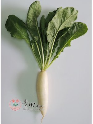 【野菜部屋~】I11 朝陽白玉蘿蔔種子5公克 , 性耐暑雨 , 生育快 , 每包15元 ~