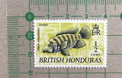 【郵卡庫】【魚類】英屬宏都拉斯1719年，1/2分莫三比克口孵非鯽 1全，新票  SP2130