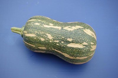 【蔬菜種子S208】皮那奶油南瓜~最新引進耐熱品種，短柄肉厚，果重約1公斤。果肉深黃色，全年都可栽種。