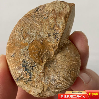 6338 馬島螺化石原皮菊石，局部表皮有脫落的，天然螺化石教