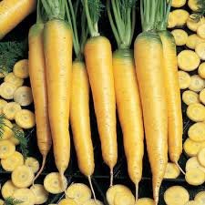 黃色奶油蘿蔔種子50入K008