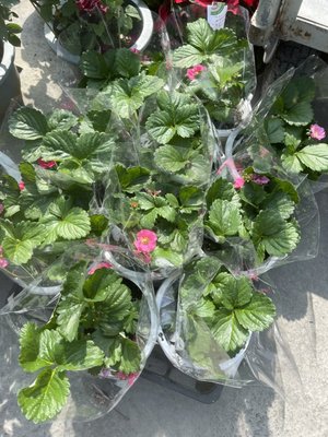 (捕貨中)心心花園 ❤紅花草莓苗 5-6吋盆 ❤水果苗植物 ~果型美~香甜濃郁~