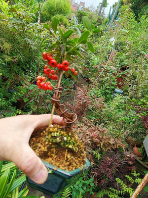 高露根，巧造型漂亮的狀元紅小品盆栽便宜賣，990元好種植，喜歡半日照以上的環境，只有一盆，優惠超商取貨免運費