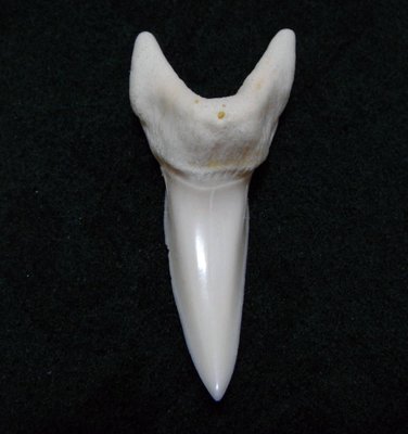 (馬加鯊嘴牙)5.3公分#1 馬加鯊魚牙!稀有未缺損.可當標本珍藏!