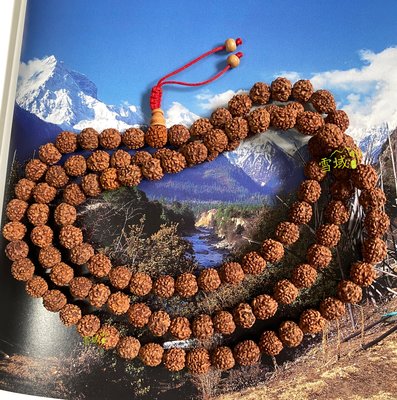 北印 菩提嘉耶帶回 Rudraksha 金剛菩提子 10mm 念珠/佛珠 (大顆)