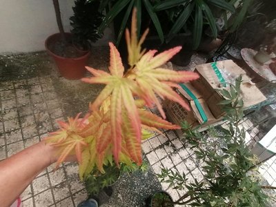 特殊稀有少見日本品種紅楓樹槭樹，原木進口，名字叫橙色夢想，高度約有140公分3900元郵局免運費只有一盆好種植喜歡半日照