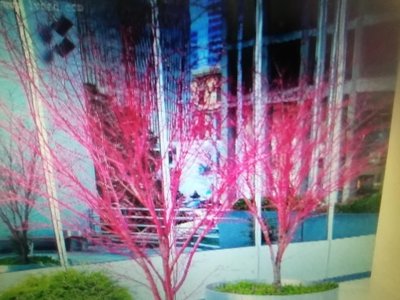 特殊少見的日本品種紅楓樹槭樹名字叫珊瑚閣又叫日本楓赤金楓樹，支幹常年呈紅色，新葉奶黃色，夏季黃綠色秋冬燦爛的金色郵局免運