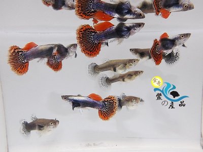 高級活餌 大耳馬賽克孔雀魚 (一對) 純品系孔雀魚專區