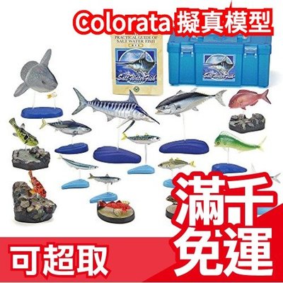 免運日本 Colorata 日本海水魚立體圖鑑 魚類愛好 擬真模型組 盒玩 考古生物科學 兒童節禮物❤JP Plus+